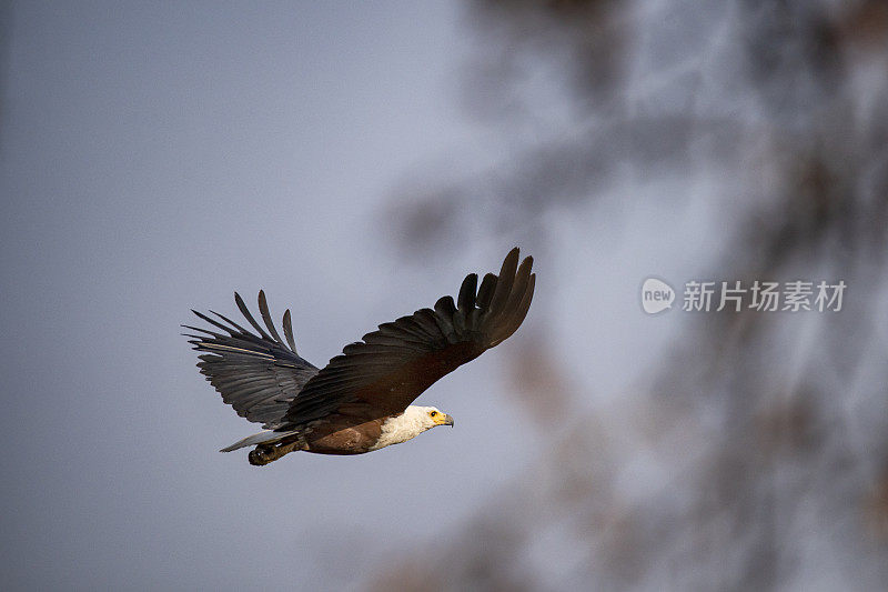 非洲鱼鹰(Haliaeetus vocifer)， Zakouma国家公园，乍得